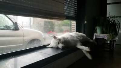 My pup sleeps in the window thru a summer storm