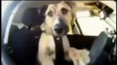 Trabant drifting by Dog Pro driver 😎😎