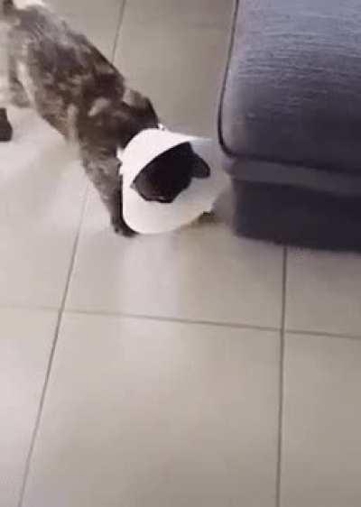 I don’t think the sedative has worn off yet.