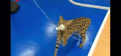 Floppa and Sogga playin badminton n shit