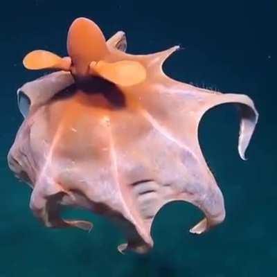 🔥 Surreal transformation of octopus in to balloon.