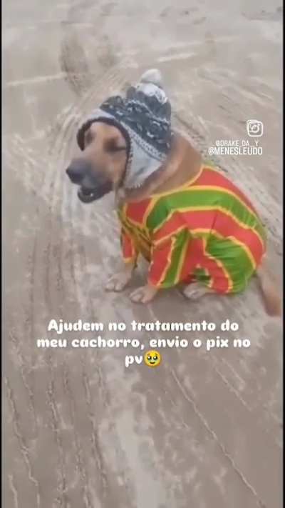 cachorro boliviano