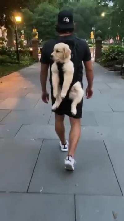 This doggo chose relax today