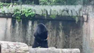 Bears are learning how to use human prestige classes