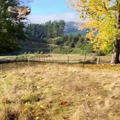 Wildlife Wednesday! Pīwakawaka/Fantail, New Zealand&rsquo;s premiere aerial acrobat, making catching flies look easy as. (Sound on)