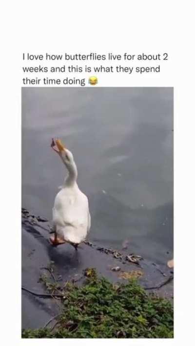 to eat the butterfly