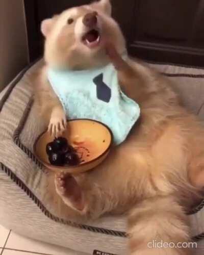 Chonky boy enjoying a little snack.