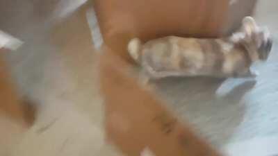 Cleo adjusts her maze into a speed course and then turns into a Rocket Rabbit.