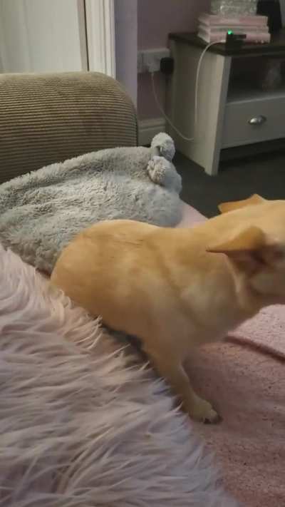 Pippin wants ice-cream 😆