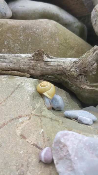 A snail exploring the stone pile in my garden