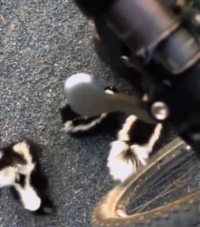 Momma skunk with her babies