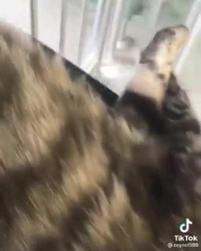 Cat guards the turnstile