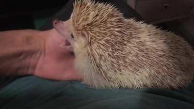 The mighty roar of an apex predator