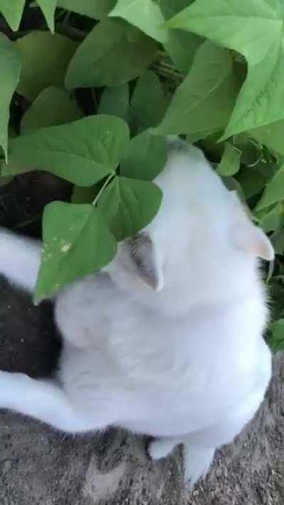 So I's snuck in Mom's garden and finally got me some Human food. She loves her beans and I could not be mad with her.