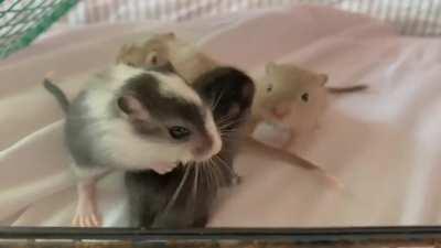 Babies finally opened their eyes today at 14 days old! 🎉