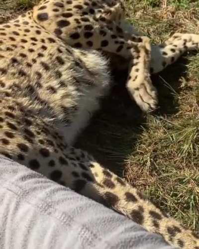 Cheetah enjoying some scratches