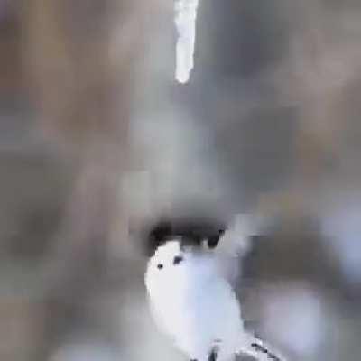 Little bird (Aegithalos caudatus), quenches thirst from melting icicle
