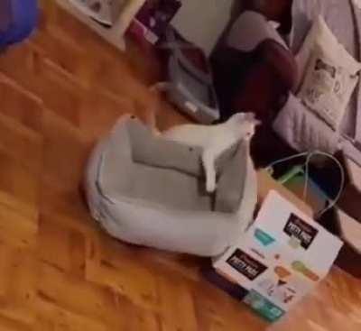 Called Professional Packers & Movers. This guy showed up!