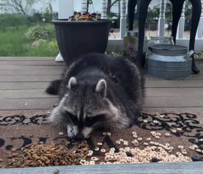 This lady loves cat food