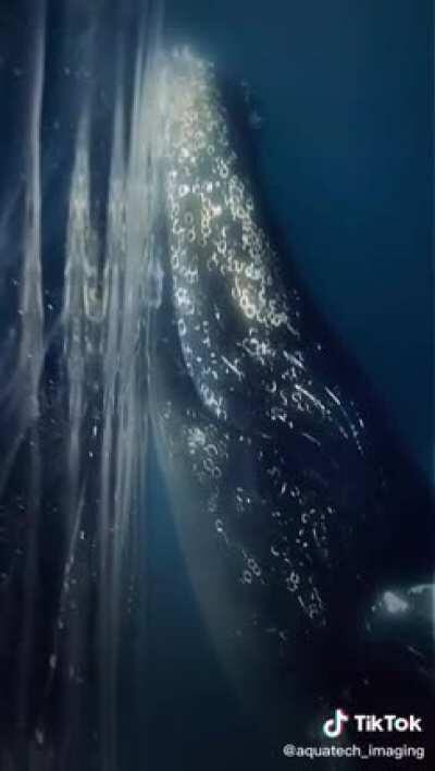 Not sure if this has been posted before. Shot by David Sandford