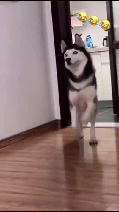 Husky dance