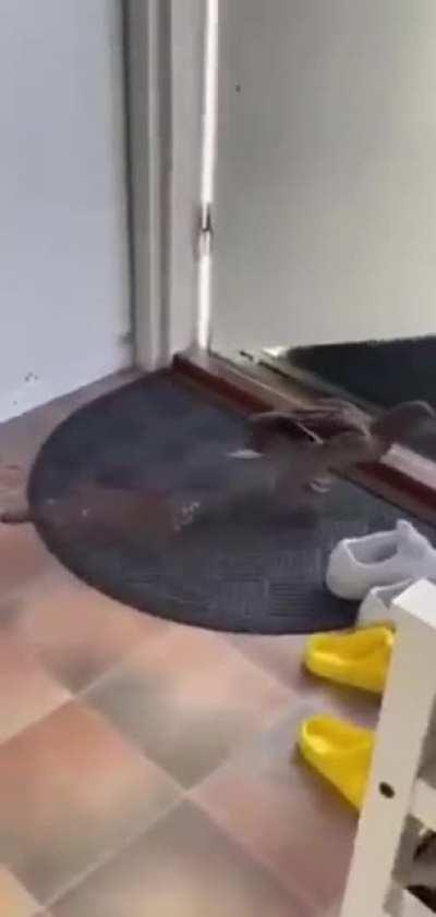 Imma just walk in and spray💩 in THIS house :D