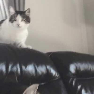 Rarely checks her brother but when she does.... music stops.