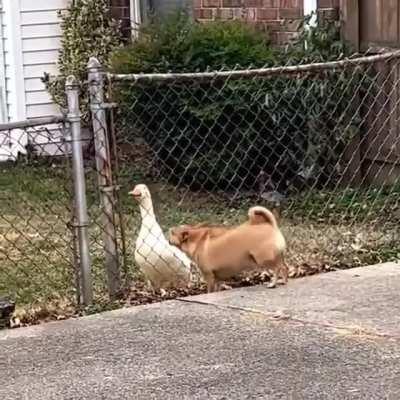 Guard duck 🦆