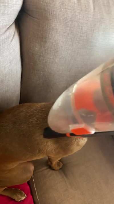 My dog really likes being vacuumed