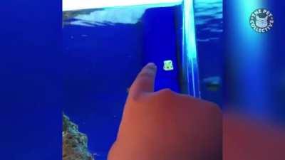 I had a dream where it became a popular trend to put neo-classical music over videos of fishes