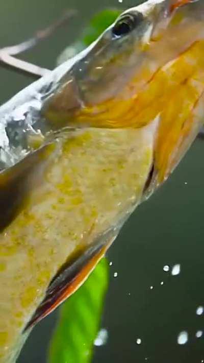 Рыбы не едят фрукты, но она поднялась за ними