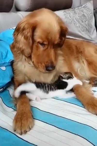 Look at this criminal harassing an innocent bystander!!1!1!