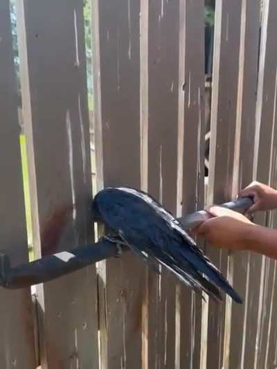 Man catches a crow with a stick and puts it in a fence