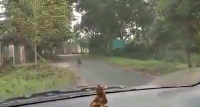 Escaped Leopard pounces on passing vehicle