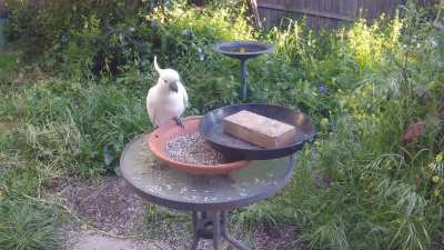 Cockatoo has solution to my solution