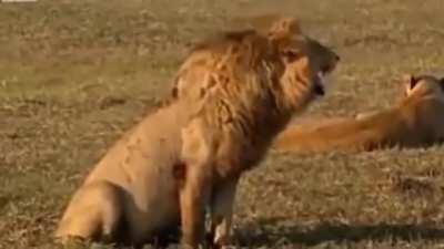 which animal can laugh like this🤣