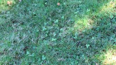 Fairy Circle Mushrooms