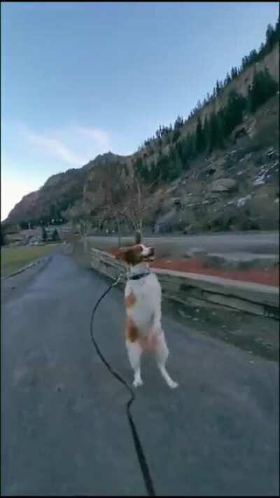 Three-legged zoomies