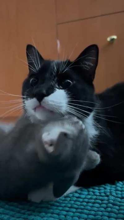 I got a new friend for Bob, I think he likes his new friend ð¤£