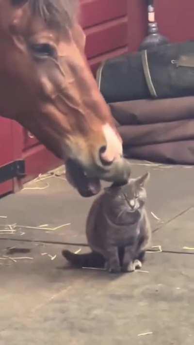 This is my best friend🐴🐕