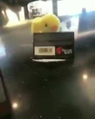 El Pollo Loco 😂❄️❄️👃🏻