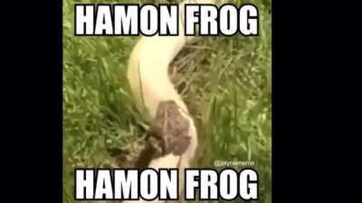 Hamon frog. (Credit: Jolyne Meme)