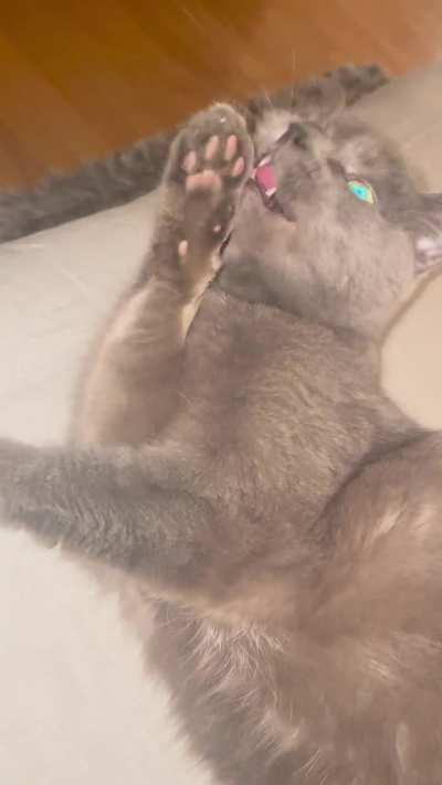 I dont got opps I got cats 🙏🙏1️⃣