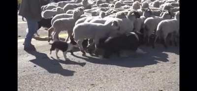 Exclusive video of Qanon parade in Idaho