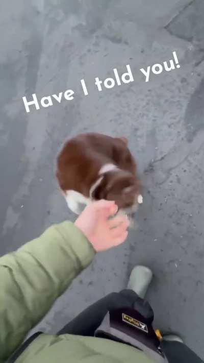 Dog walking it’s owner 