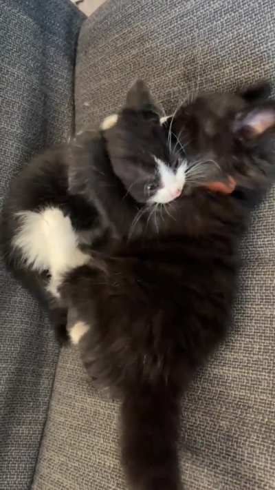 Turns out that the kitten I have been addressing as “my fluffy little man” ￼is a lady.