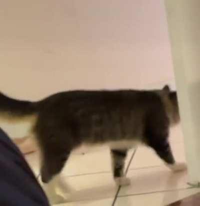 my sister caught our cat spinning on video 💀