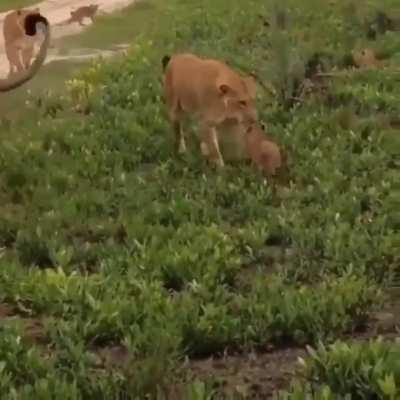 The heart of a mother lion