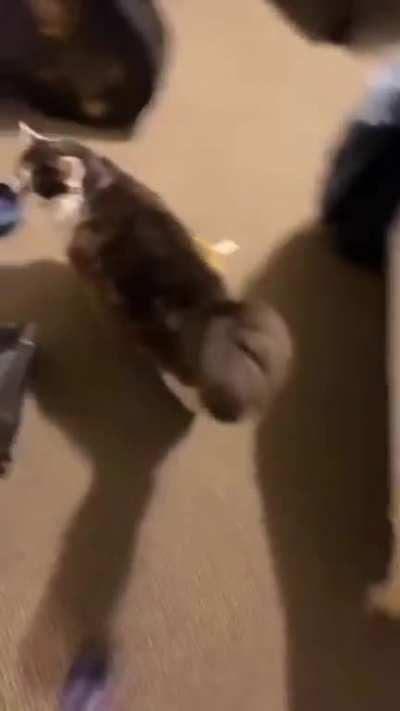 My cat very politely led me to his bowl and politely asked to eat 🥺😱❤️