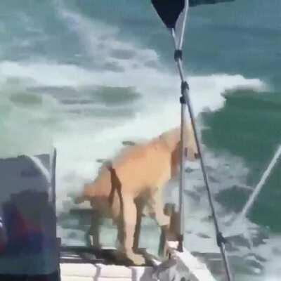 Excited Pupperinos: An Adorable Dump ....